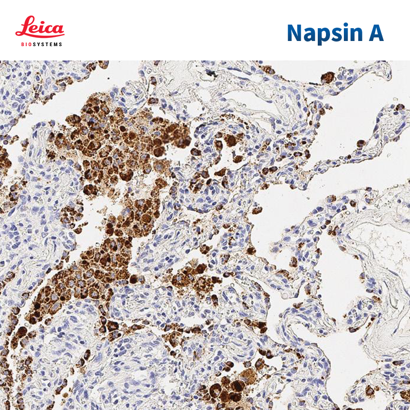 Napsin A抗体试剂