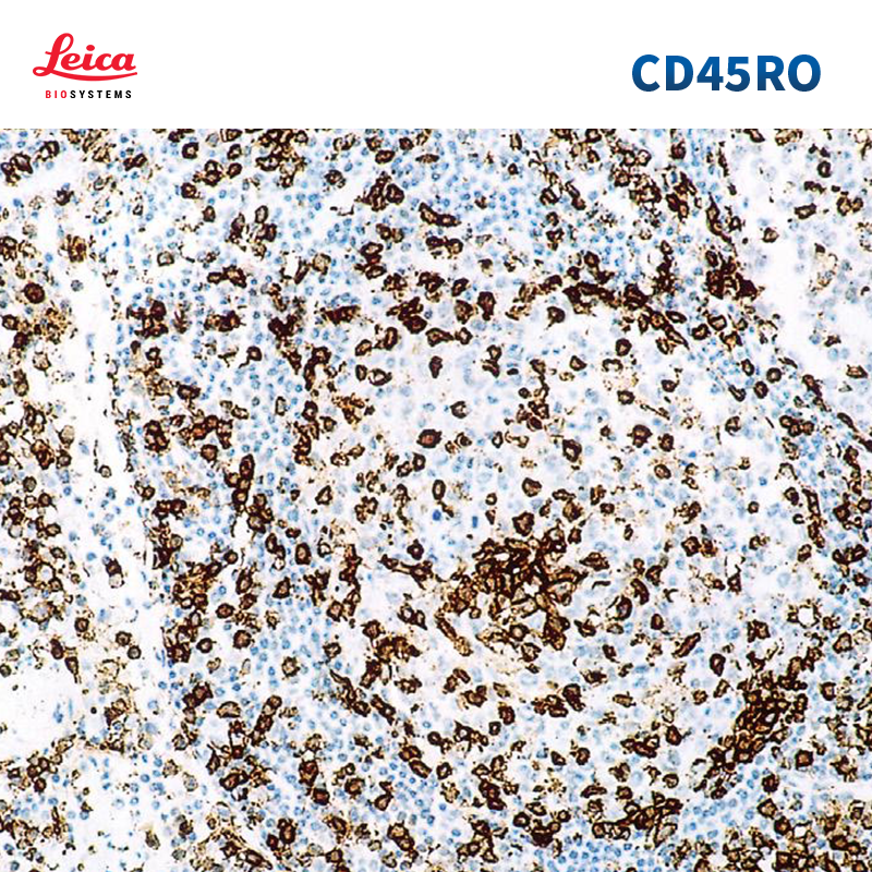 CD45RO抗体试剂