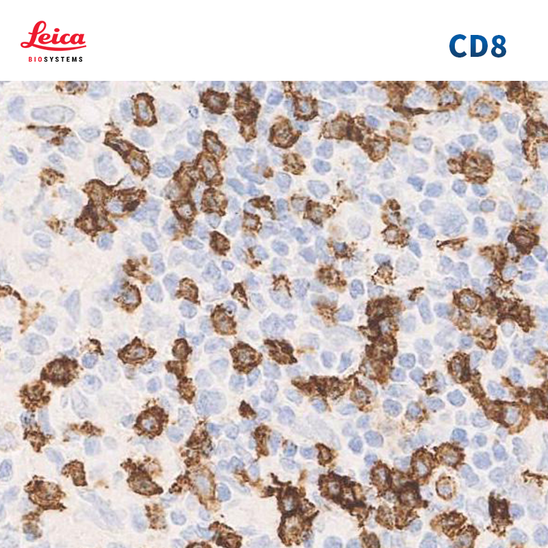 CD8抗体试剂