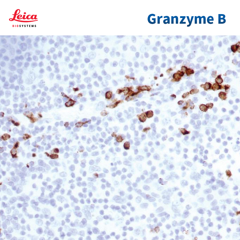 Granzyme B抗体试剂