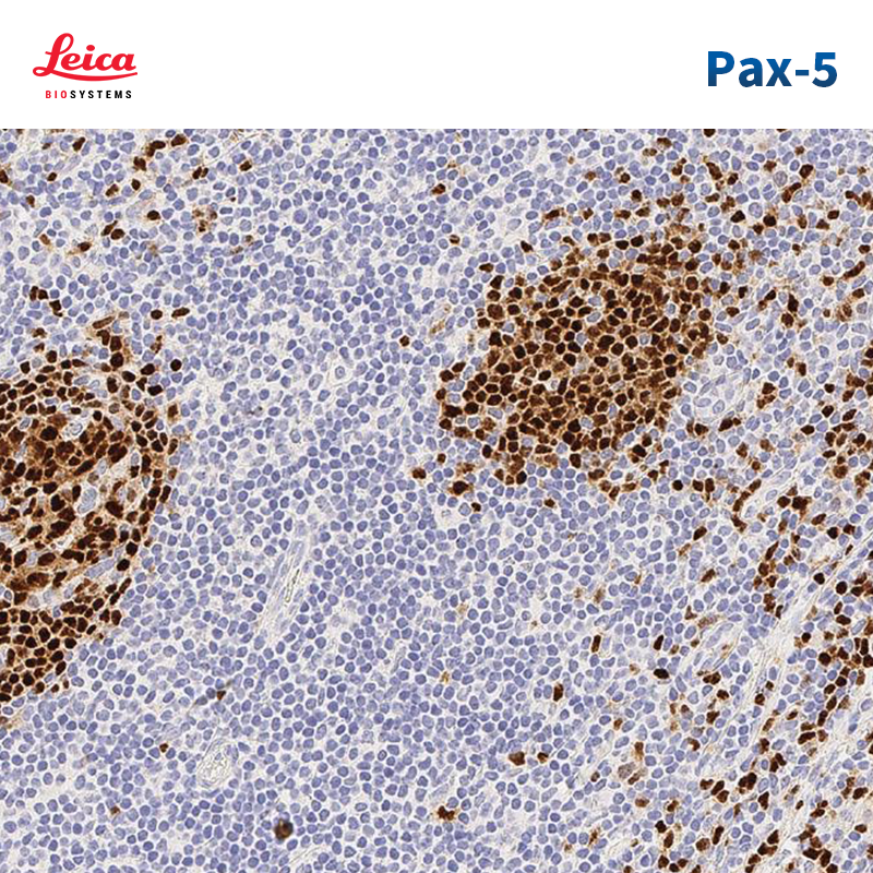 Pax-5抗体试剂