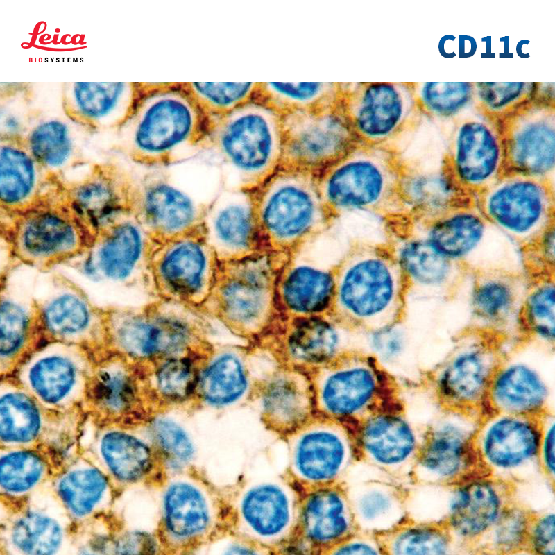 CD11c抗体试剂