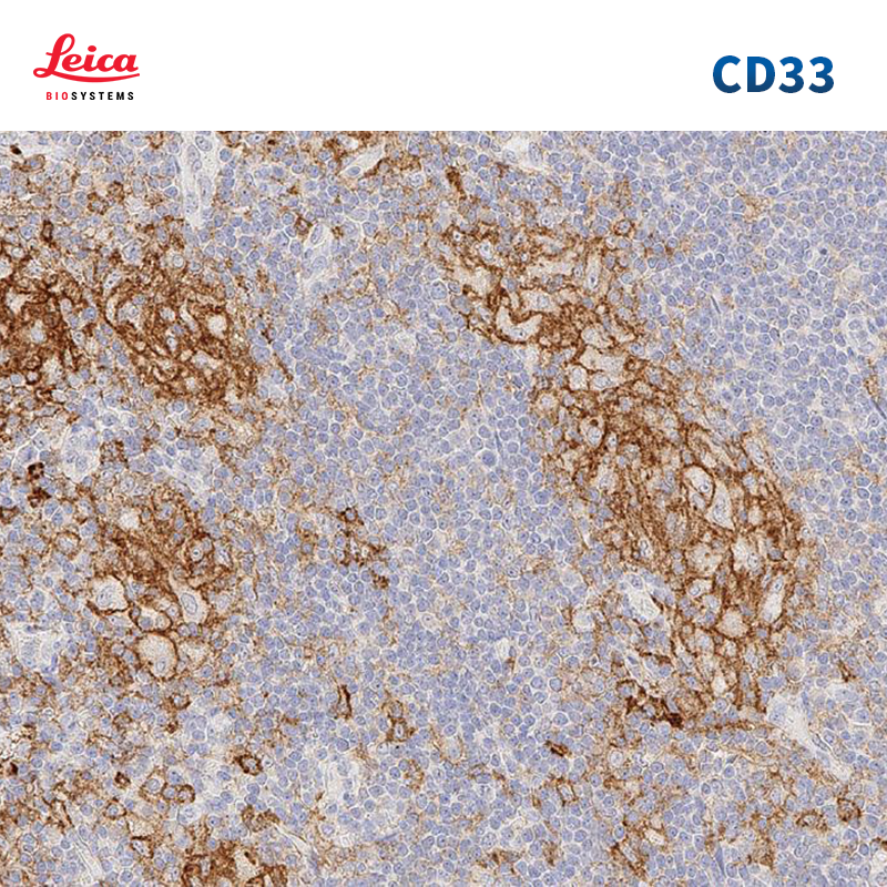 CD33抗体试剂