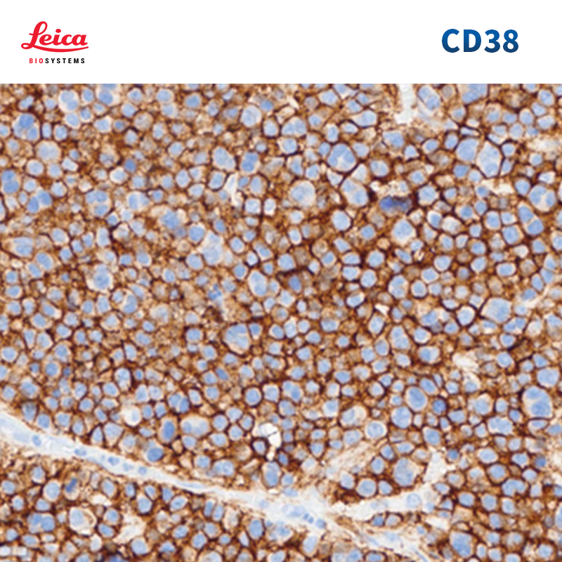 CD38抗体试剂